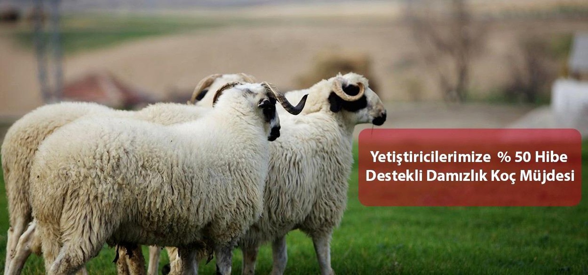 Yüzde 50 hibe destekli damızlık koç müjdesi