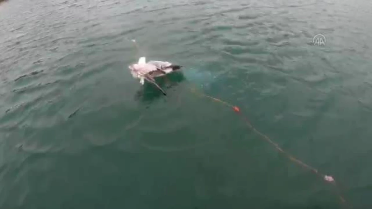 Ağa takılan martıyı Sahil Güvenlik ekibi kurtardı