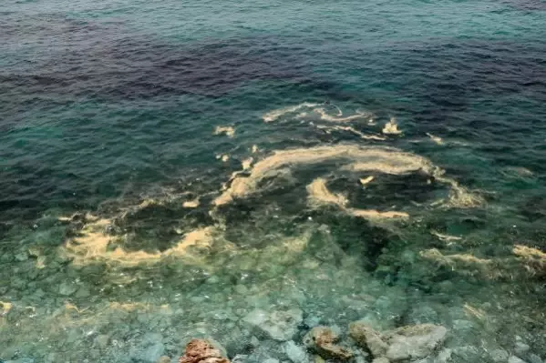 Alanya kıyılarında deniz salyası Alanya kıyılarında deniz salyası