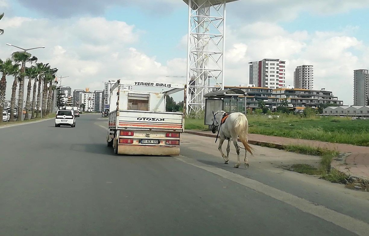 Atı kamyonet arkasına bağlayıp koşturana 1033 lira ceza