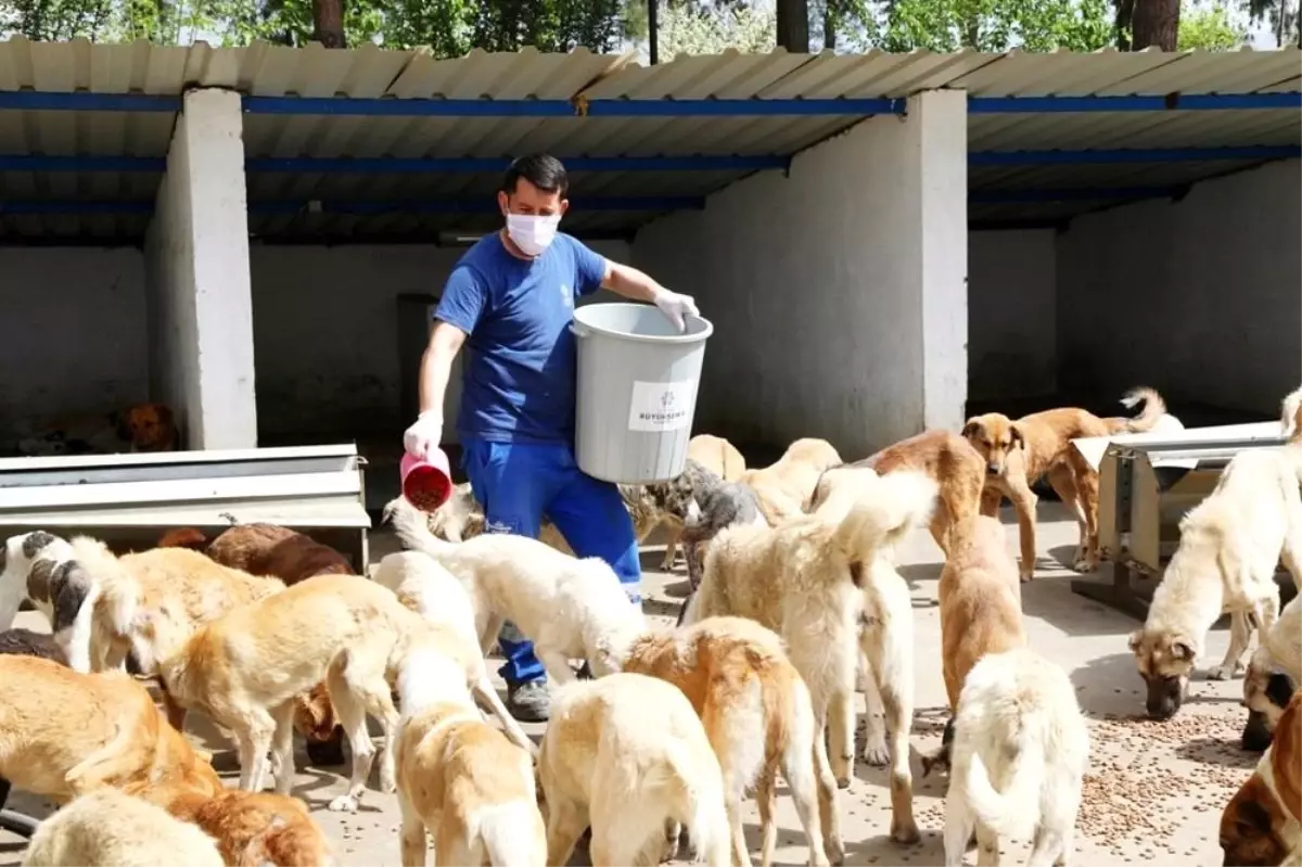 Aydın Büyükşehir Belediyesi can dostları yalnız bırakmıyor