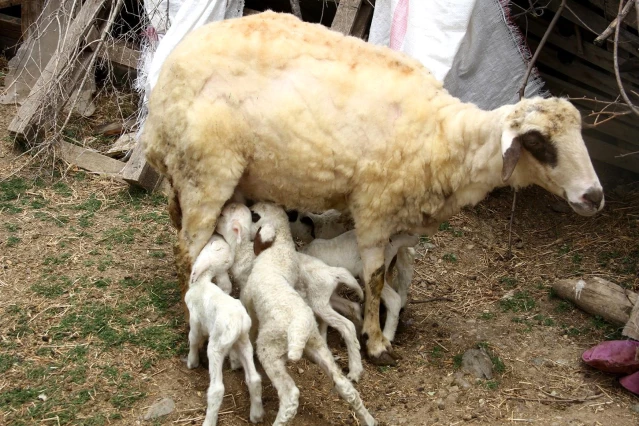 Bir koyunun tek batında 7 kuzu doğurması şaşırttı