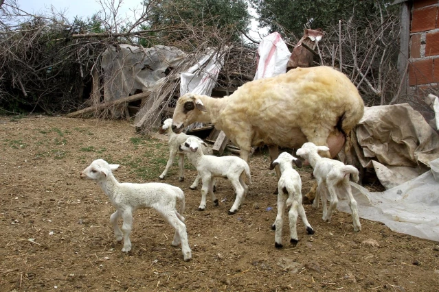 Bir koyunun tek batında 7 kuzu doğurması şaşırttı