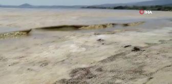 Erdek Körfezi'nde deniz salyası kabusu