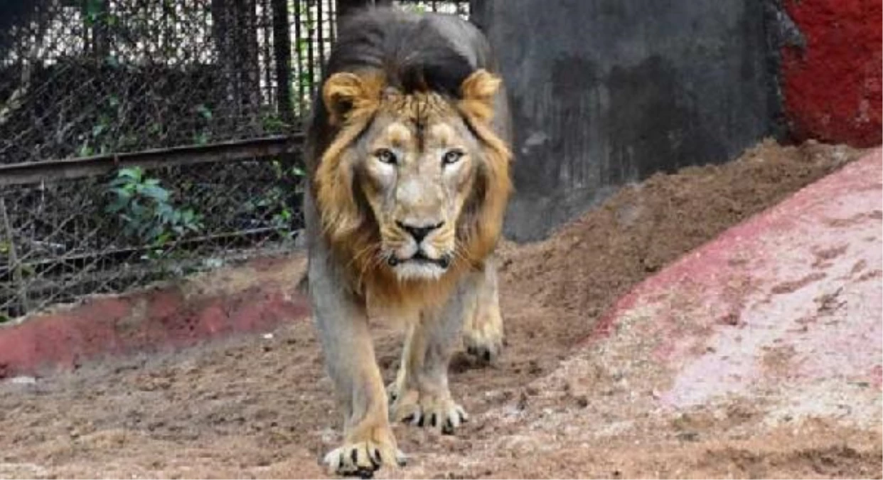 Hindistan\'daki hayvanat bahçesinde 8 aslan koronavirüse yakalandı