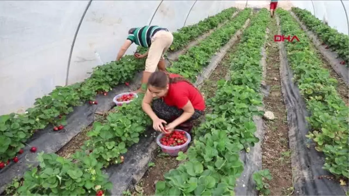 MUĞLA MARMARİS\'TE ESNAF VE VATANDAŞIN YÜZÜNÜ GÜLDÜ