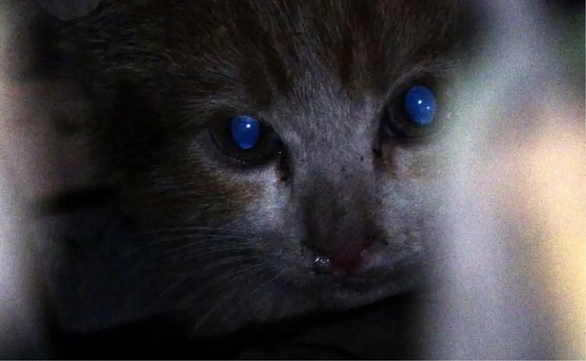 Otomobilin motoruna giren yavru kedinin inadı ekipleri pes ettirdi