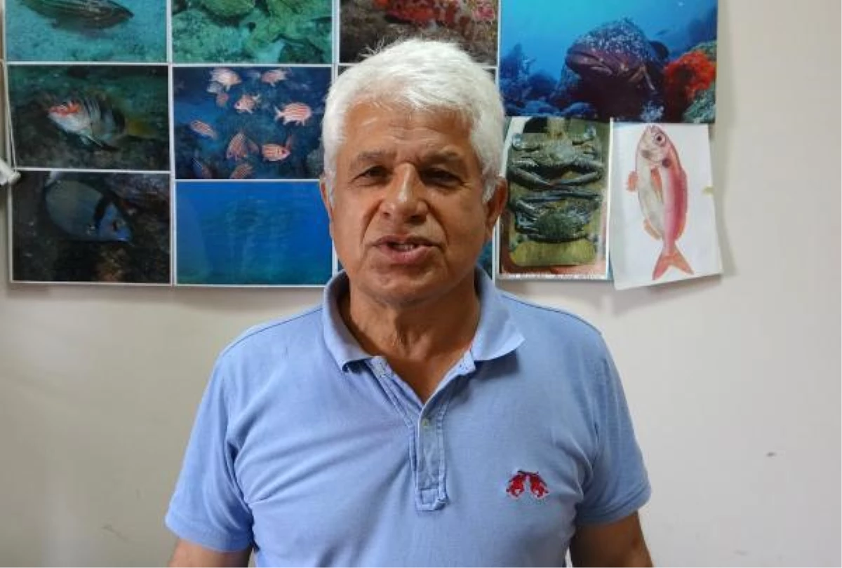 Prof. Dr. Gökoğlu: Denizde, kıyıda balon balığı görmeye alışmalıyız