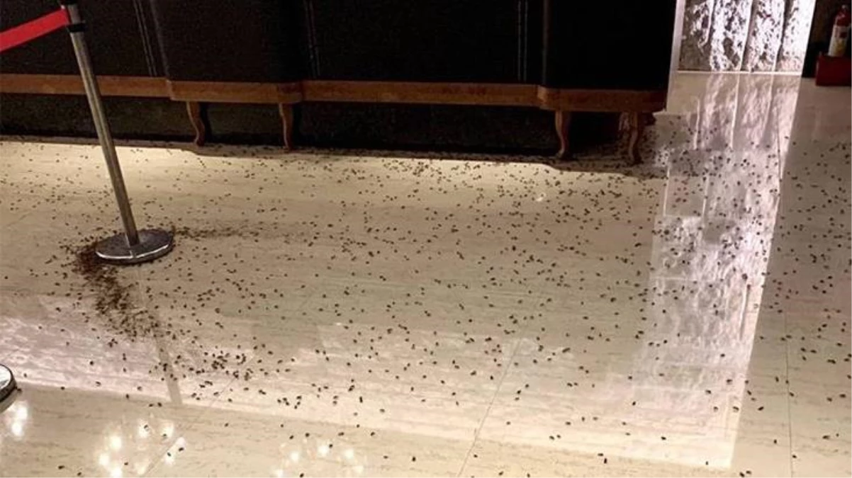Borcu olan restorana hamam böcekleriyle saldırı düzenlediler