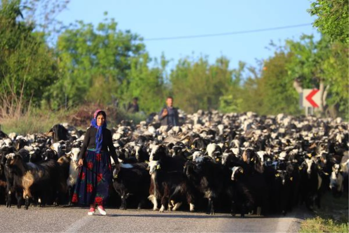 SARIKEÇİLİ YÖRÜKLERİN 40 GÜN SÜRECEK GÖÇÜ BAŞLADI