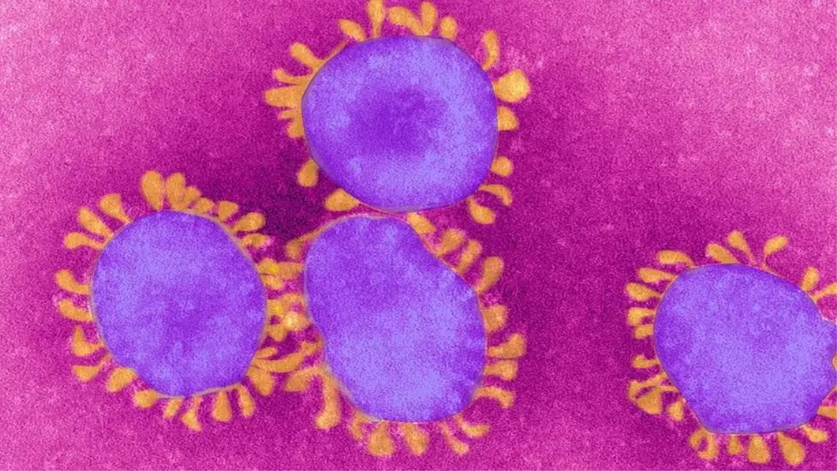 Sitokin Fırtınası: Koronavirüsle mücadelede bağışıklık sisteminin dosttan düşmana dönüştüğü an