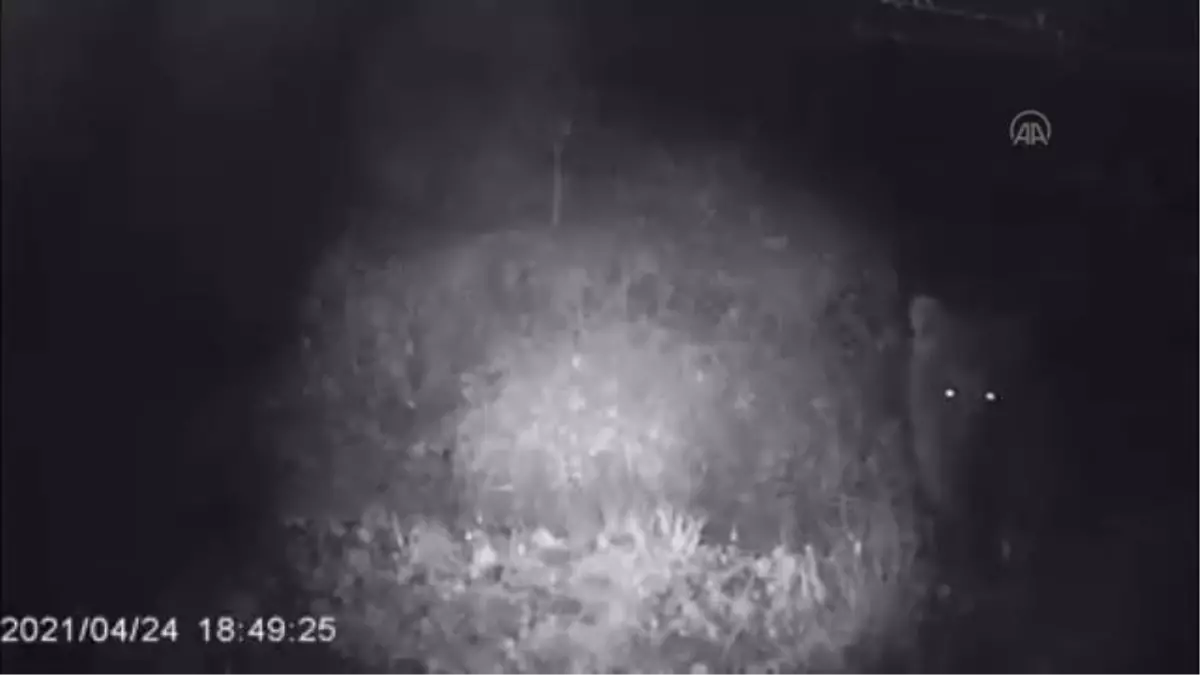 Su içen ayı foto kapanla görüntülendi