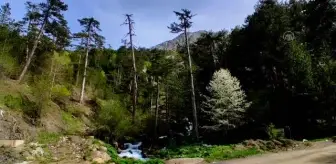 Toros Dağları'ndaki akarsular doğal güzellikleriyle büyülüyor