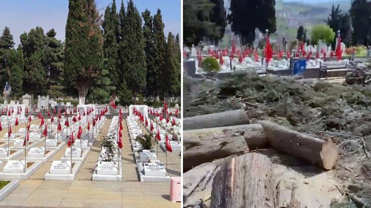 Trabzon Belediyesi ağaçları kesti, doğa severler ayaklandı