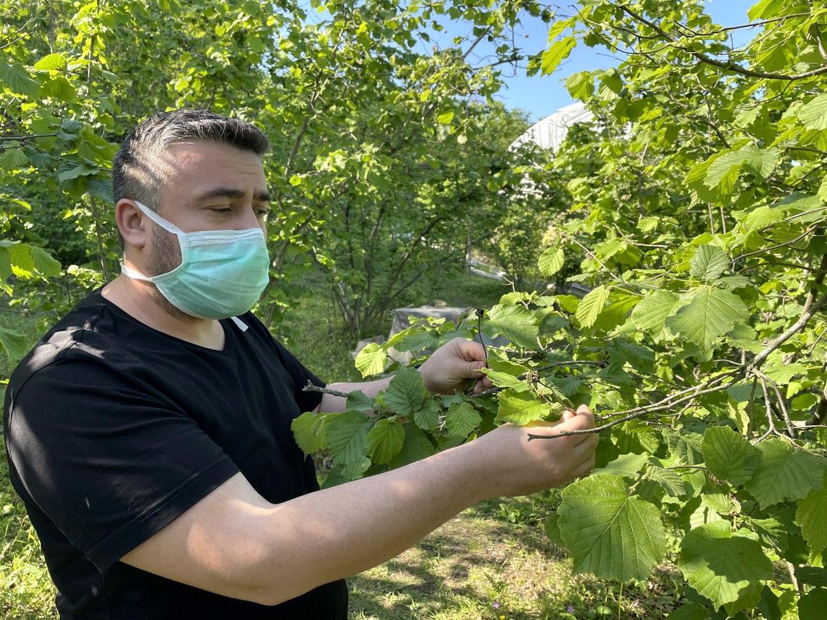 Üreticinin gözü fındık dalında