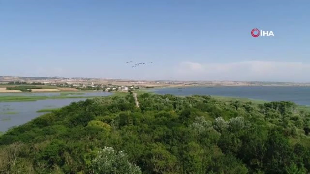 Yaren Leyleğin dostu Adem Amca\'ya müjdeli haber: 4 yavrusu dünyaya geldi