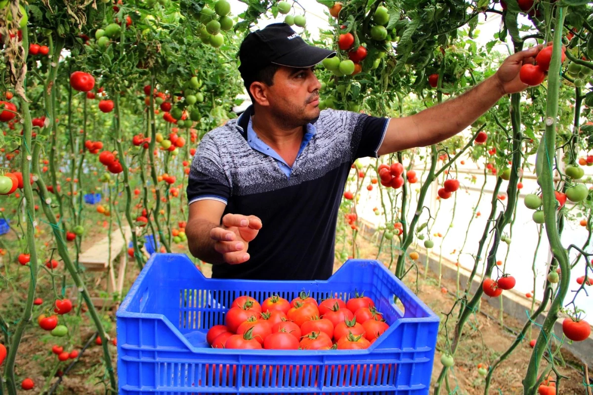 Zam şampiyonu domatesin üreticiye faydası yok