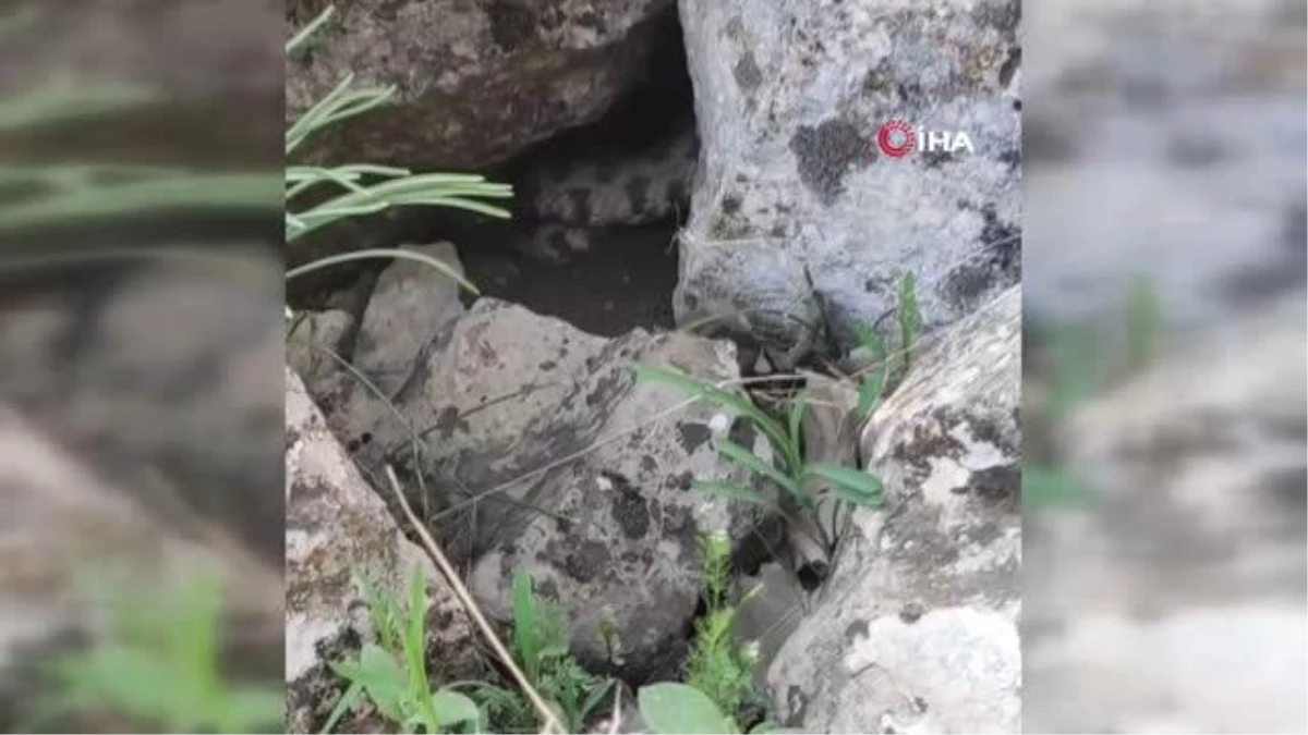 Siirt\'te 4 metrelik dev yılan köylüleri korkuttu