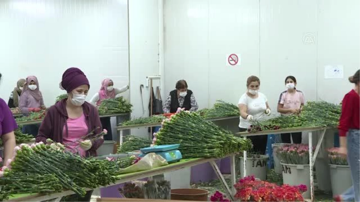 Çiçek sektörü ihracatında "Anneler Günü" bereketi yaşanıyor