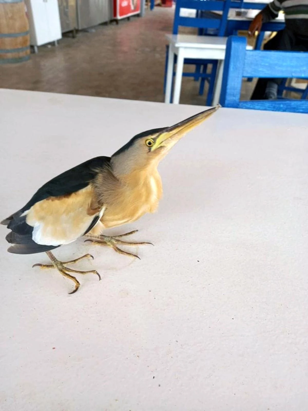 Datça\'da yaralı Balaban kuşu bulundu