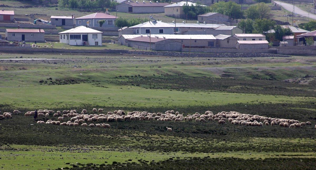 Erzincan\'da meralar küçükbaş hayvanlarla şenlendi