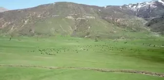 Havaların ısınmasıyla yeşeren meralar koyun sürüleriyle şenlendi