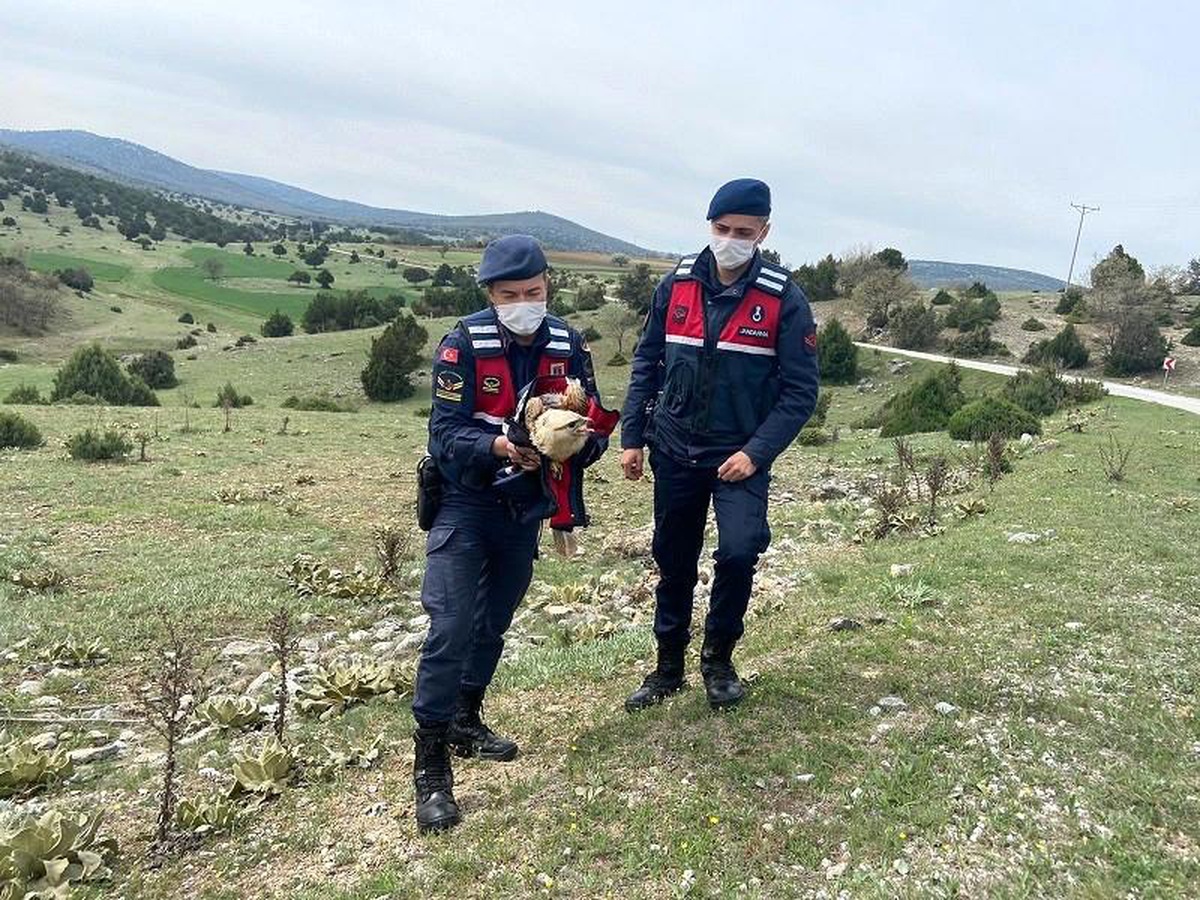 Son Dakika | Jandarmanın bulduğu yaralı kızıl şahin tedavi altına alındı