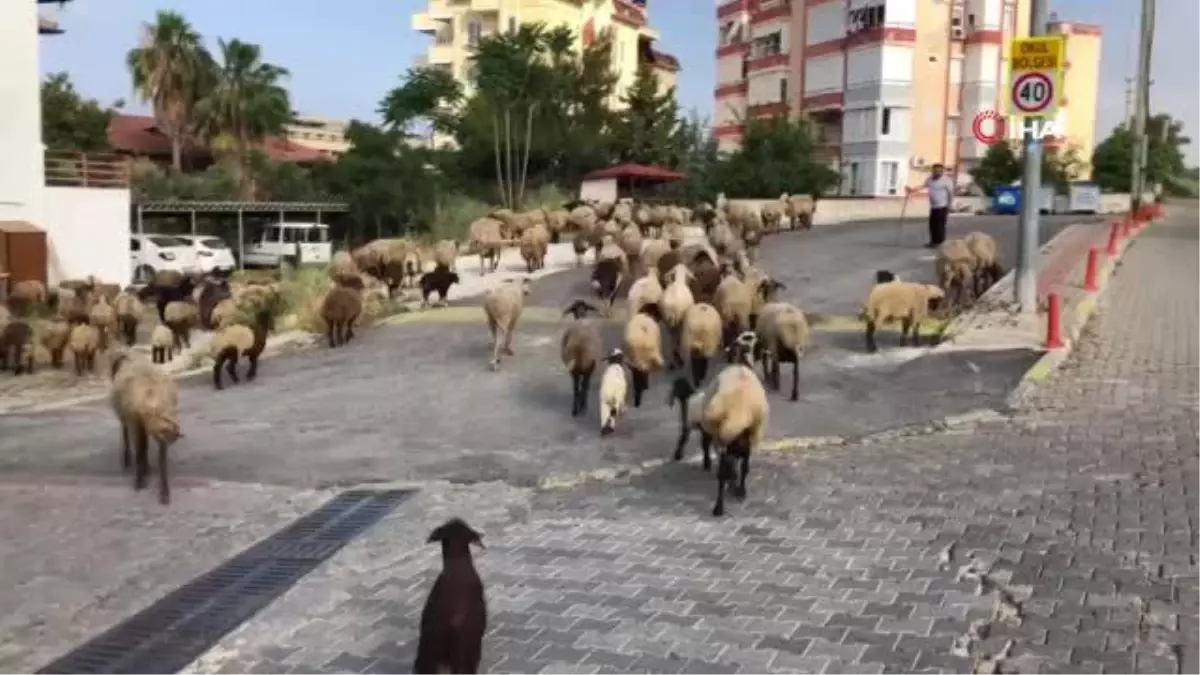 Turizm kentinin sokakları koyunlara kaldı...Yaylaya çıkma izni olmayınca koyunlarını turizmin göbeğinde otlattı