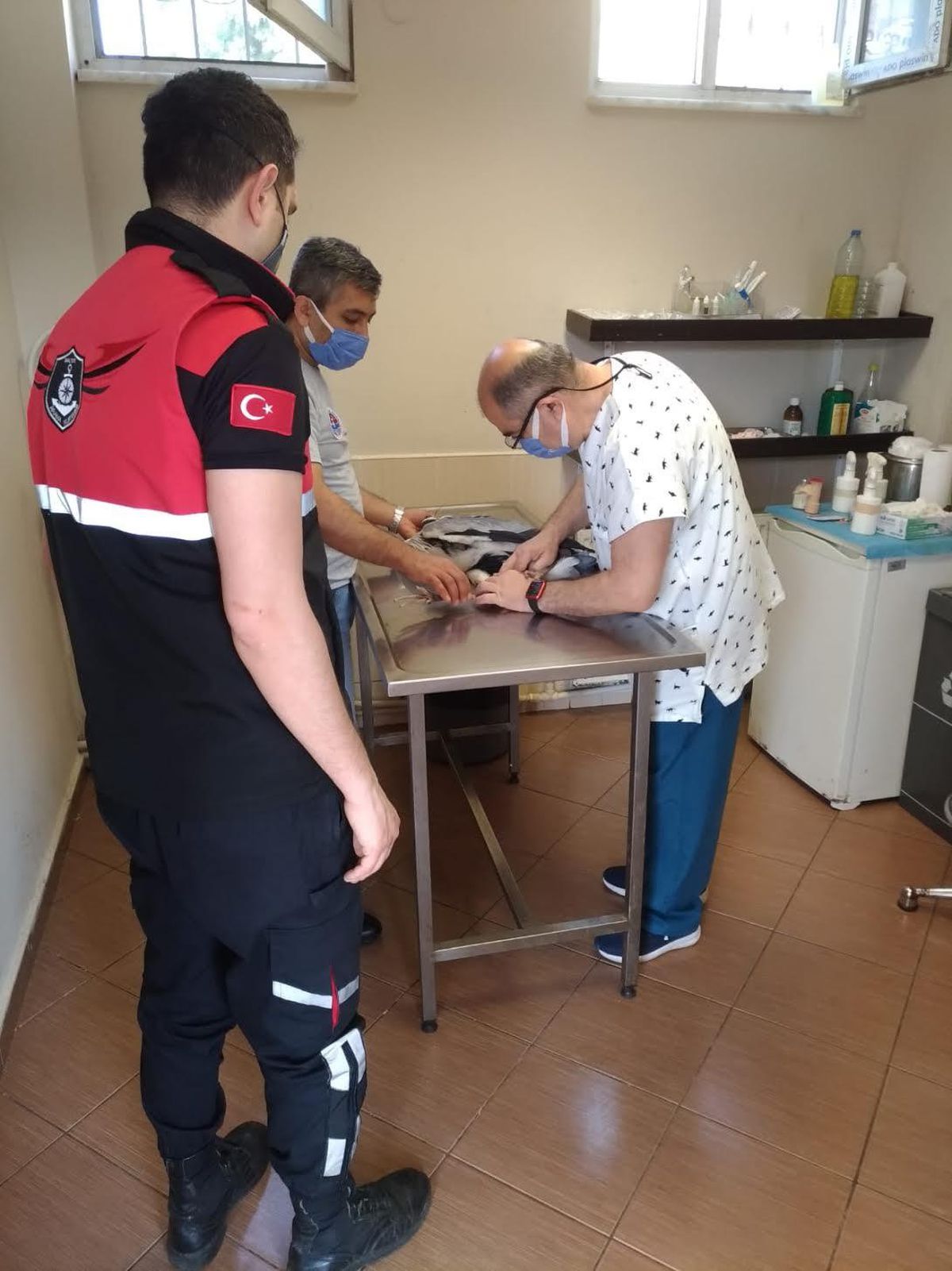 Yaralı turnaya anında müdahale