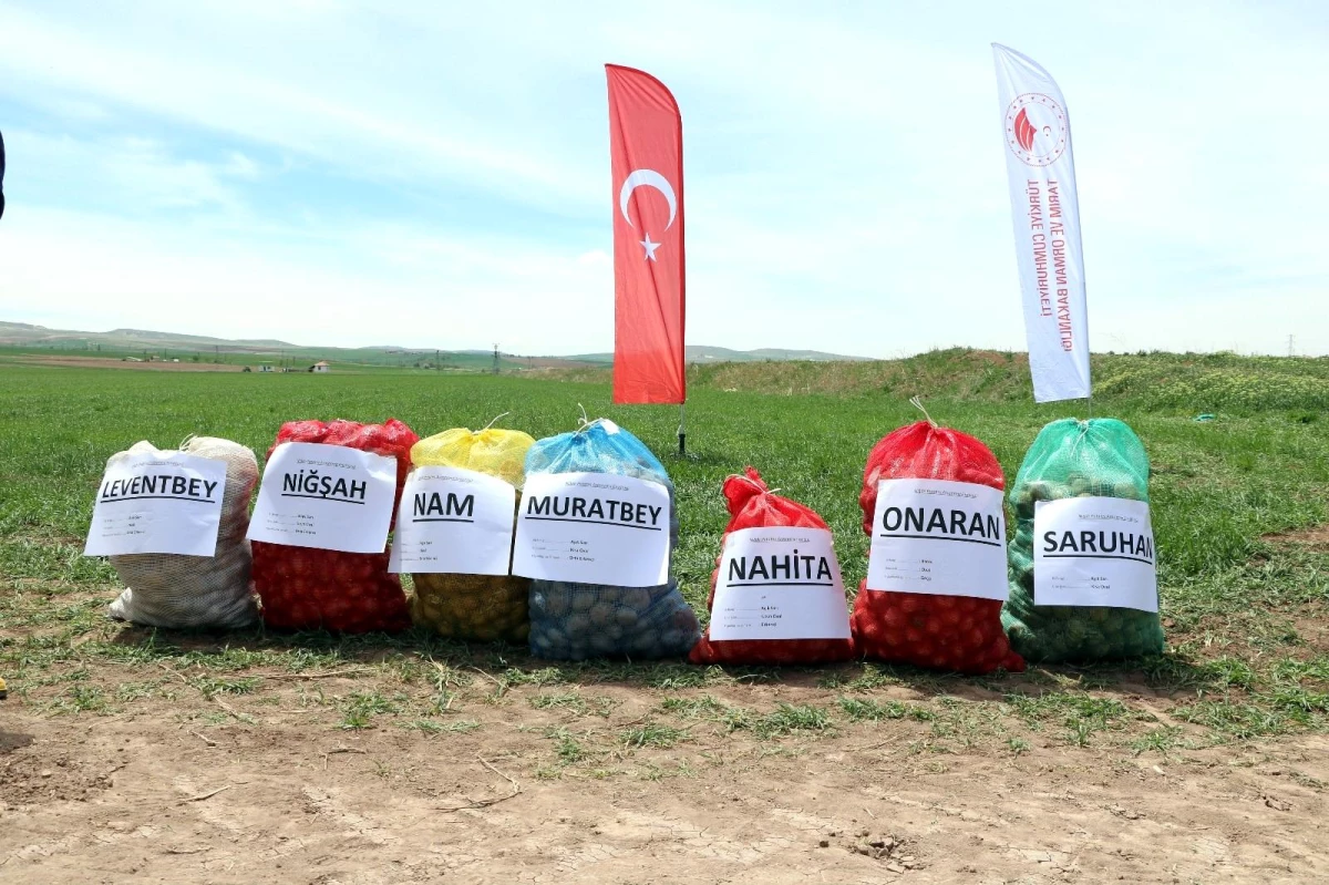 Yozgat\'ta 7 çeşit yerli patates tohumu deneme ekimi yapıldı