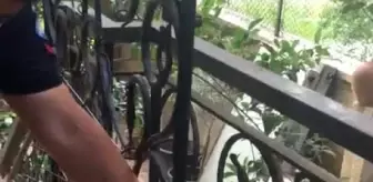 Başı demir korkuluklara sıkışan köpeği itfaiye kurtardı