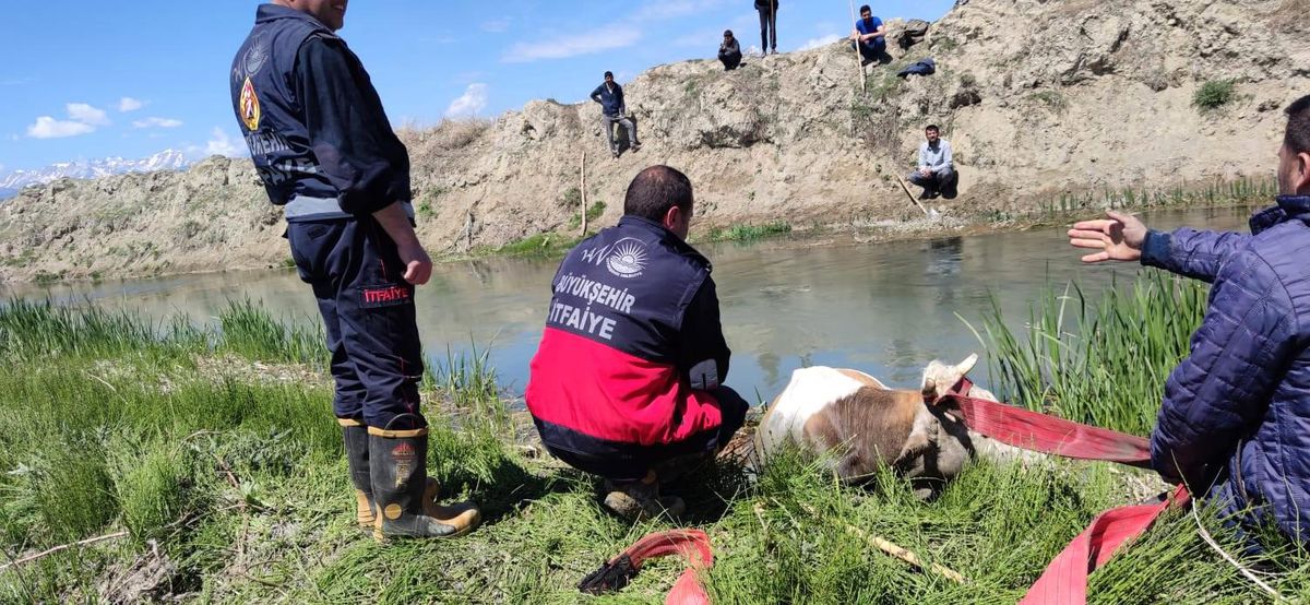 Son dakika: Bataklığa saplanan ineği itfaiye kurtardı