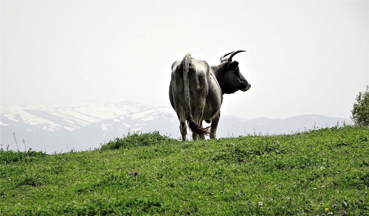 Dağda kurbanlık dana avı
