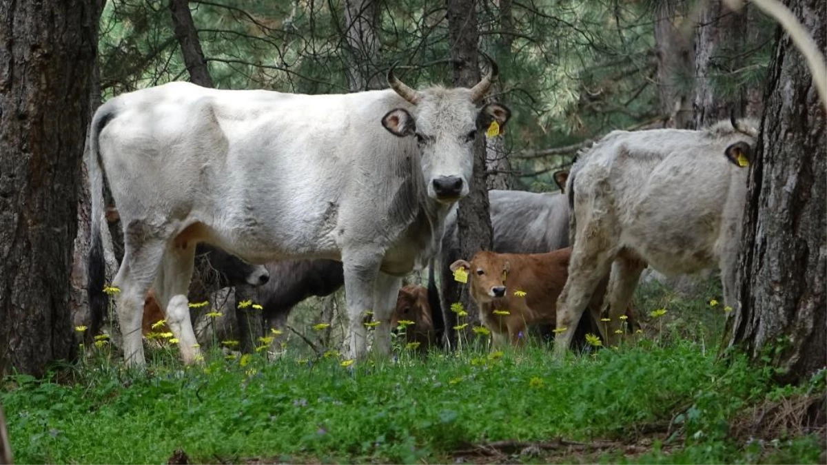 Dağda kurbanlık dana avı başladı! Tanesi 10 ile 20 bin lira arasında satışa çıkıyor