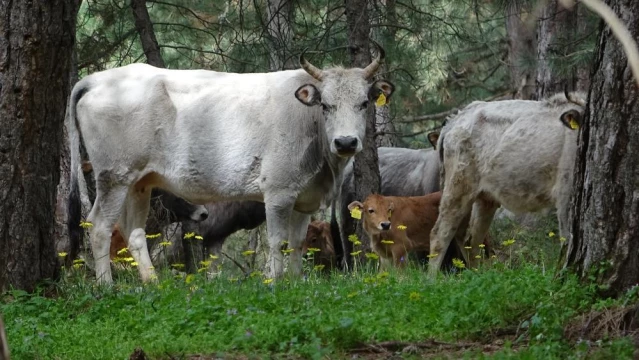 Dağda kurbanlık dana avı! Doğada kendi başlarına yetişiyorlar