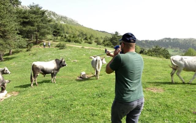 Dağda kurbanlık dana avı! Doğada kendi başlarına yetişiyorlar