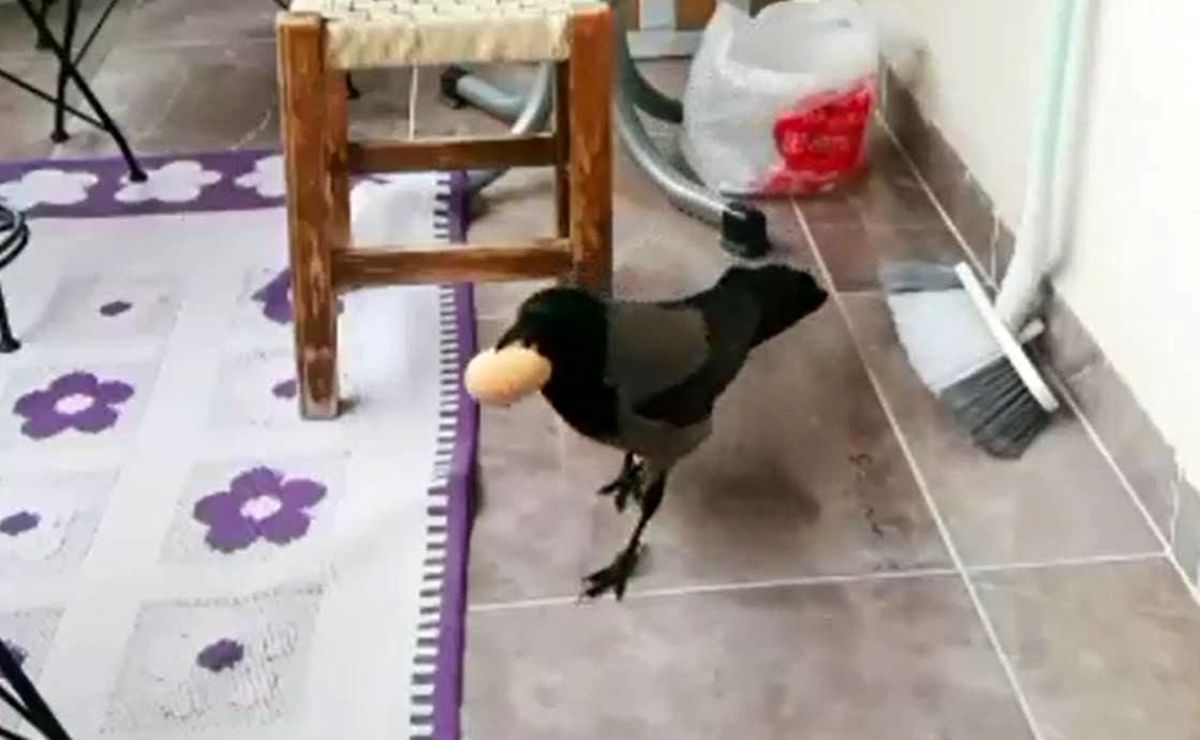 Karganın yumurta hırsızlığı
