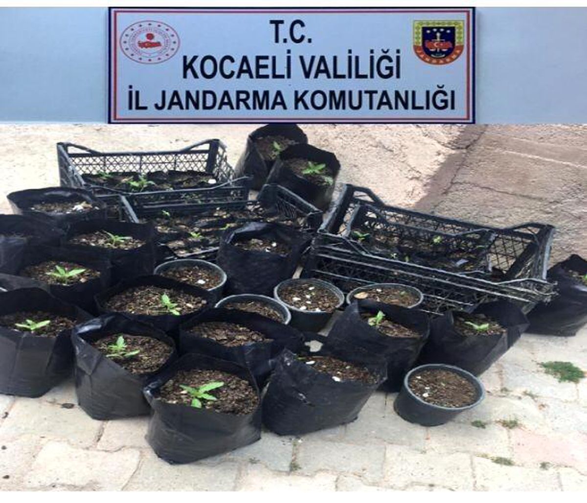 Kocaeli\'de 157 kök kenevir ele geçirildi