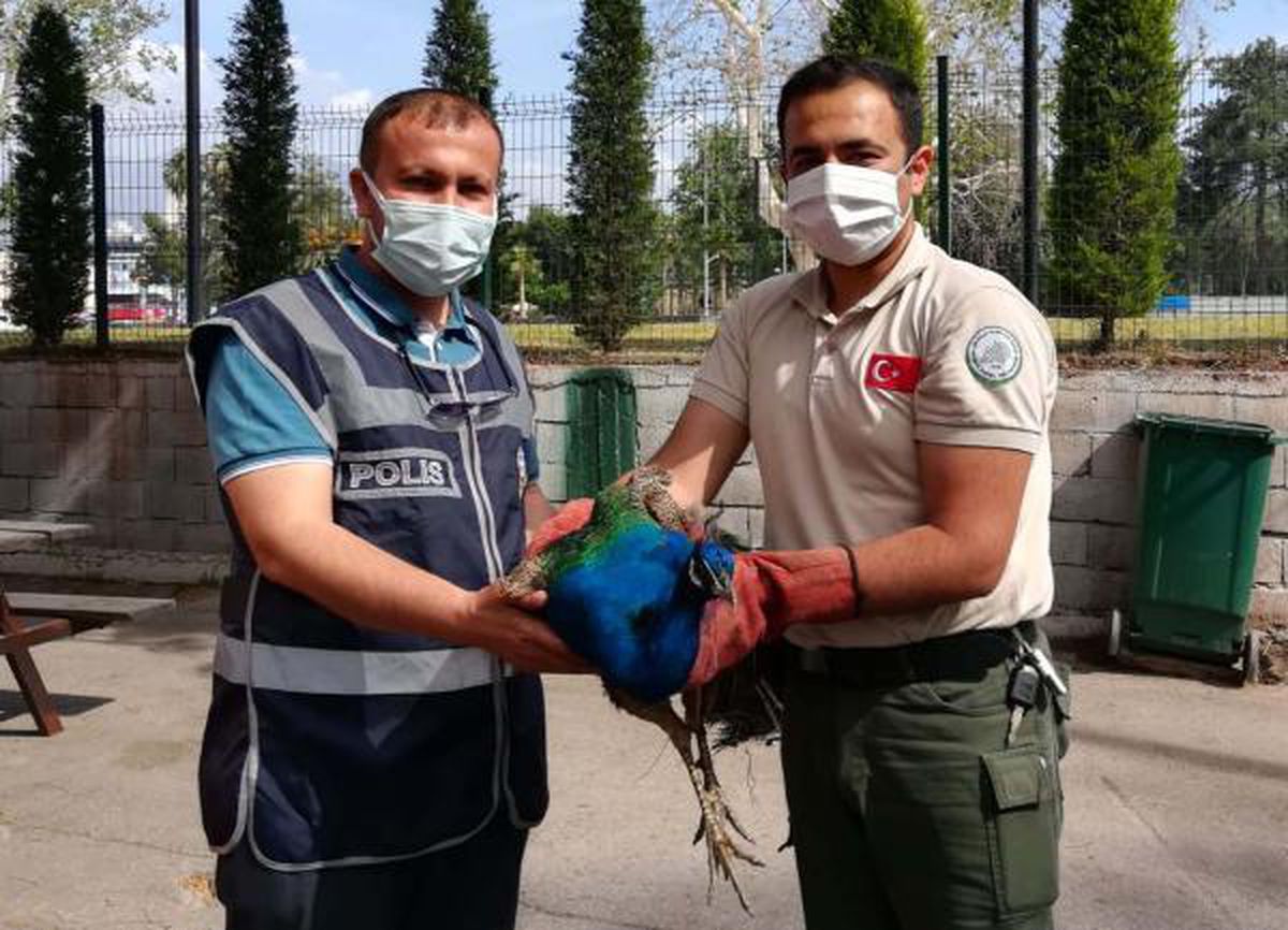 Orman İşletme Müdürlüğü\'nün bahçesindeki tavus kuşunu çaldılar