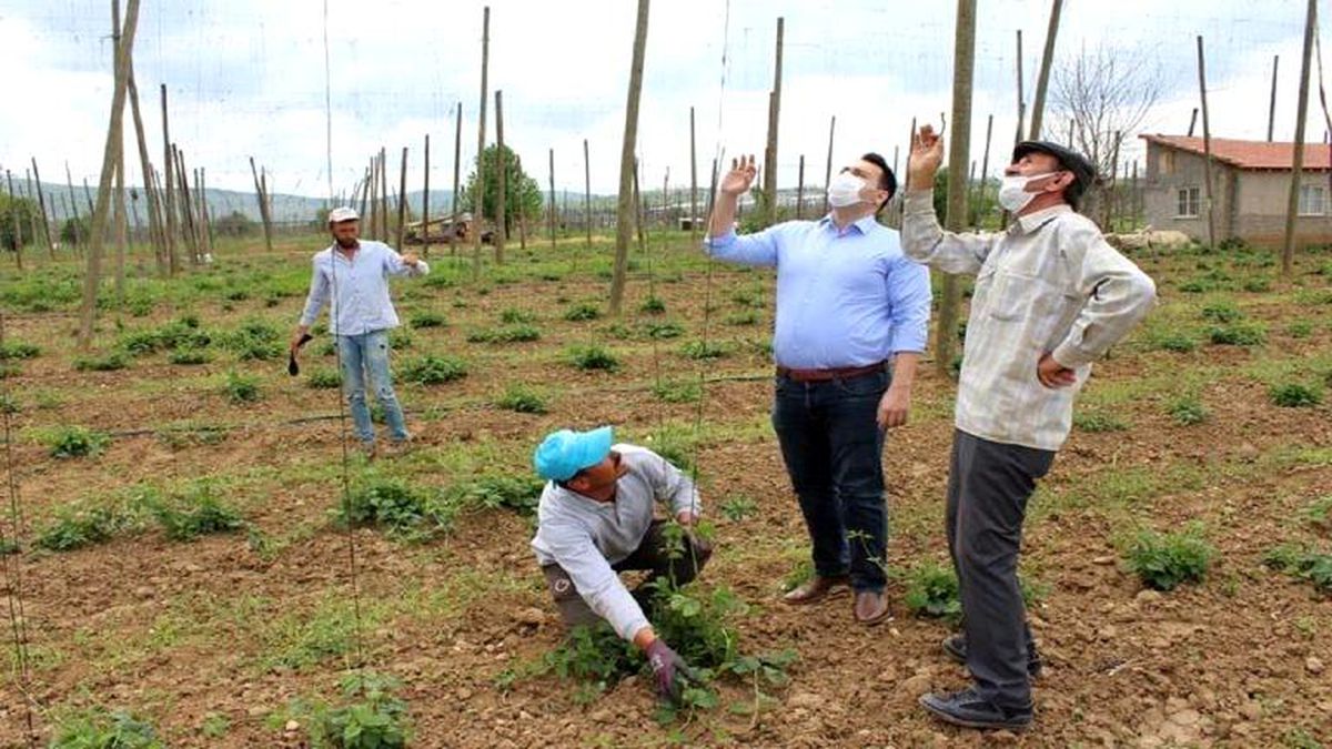 Şerbetçi otunda ipleme mesaisi başladı