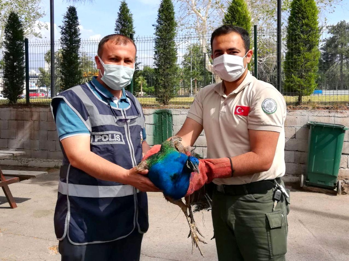Osmaniye\'de Orman İşletme Müdürlüğünden tavus kuşu çalan 2 şüpheli yakalandı