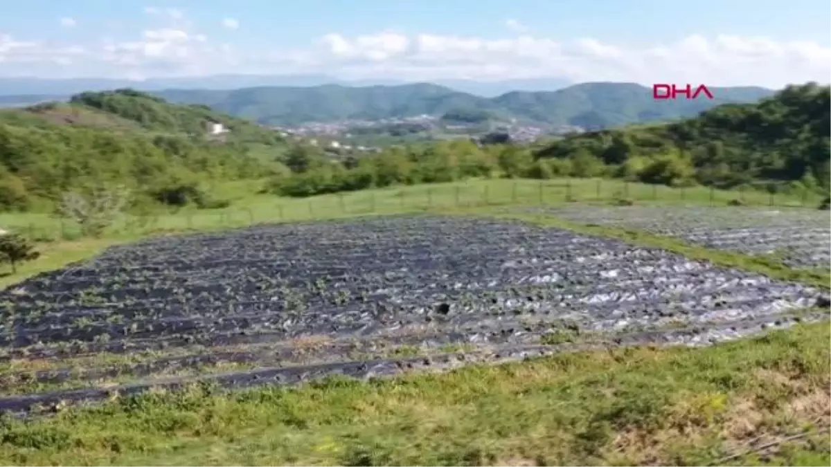 ZONGULDAK OSMANLI ÇİLEĞİ, HASAT İÇİN GÜN SAYIYOR