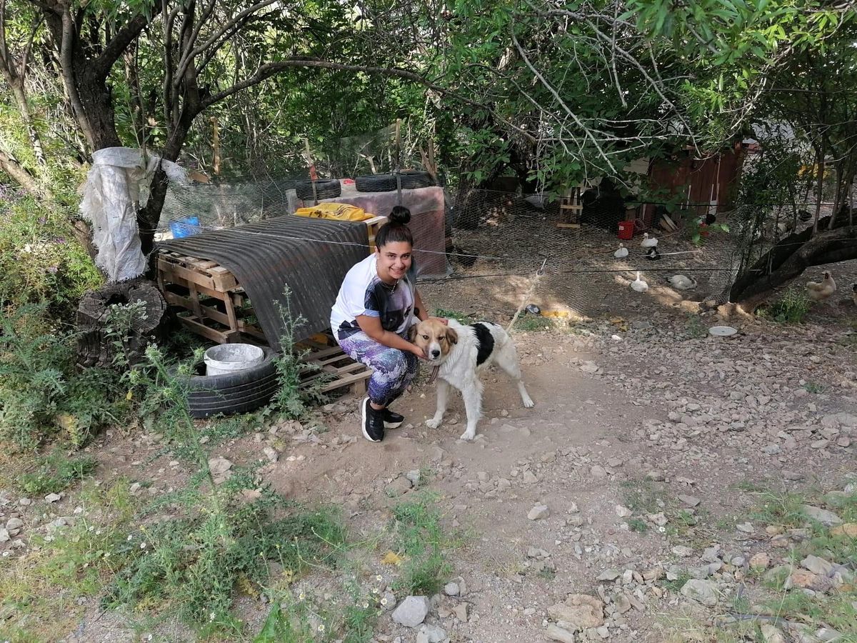 Antalya\'da ölüme terk edilen köpeklere mahalleli sahip çıktı