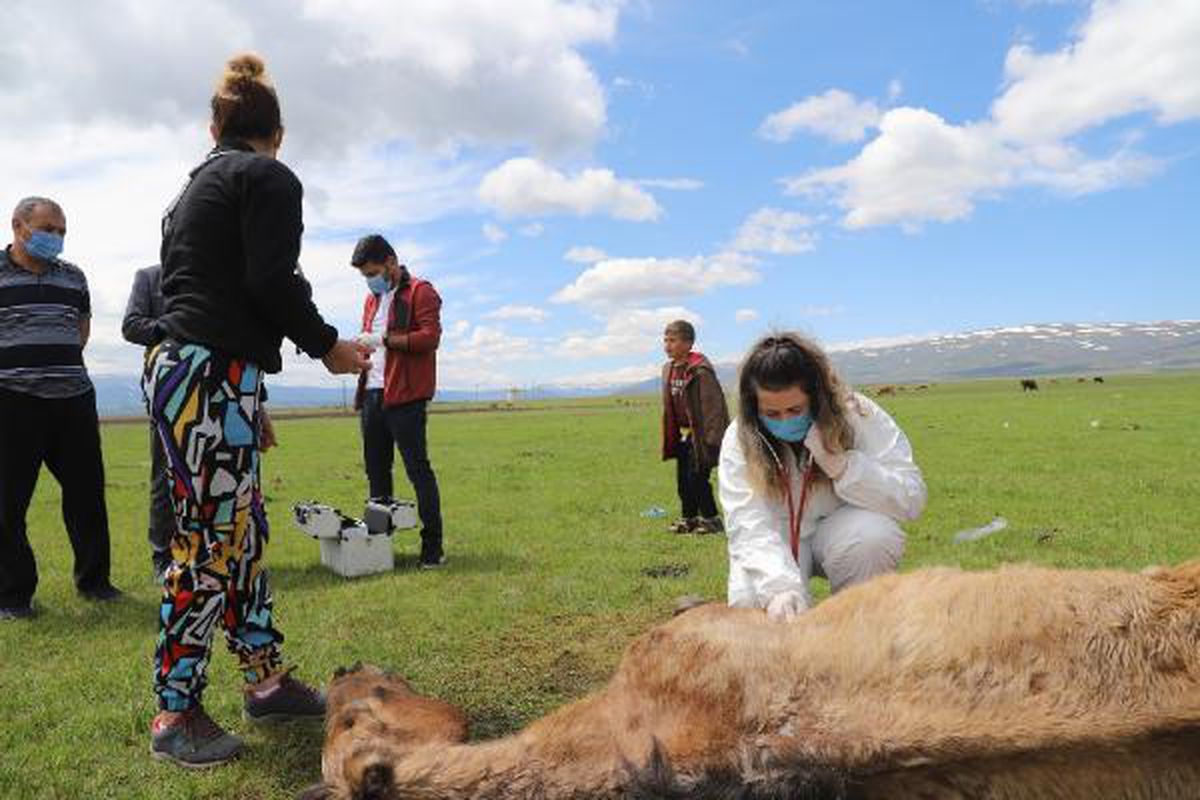 Ayağı kırılan atı elleriyle beslediler (2)
