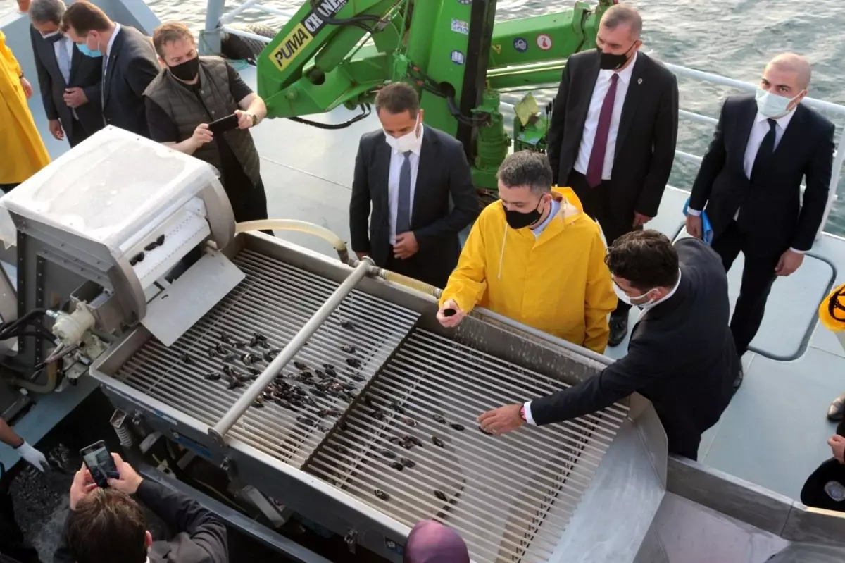 Bakan Pakdemirli Marmara Denizi\'nde midye hasat etti