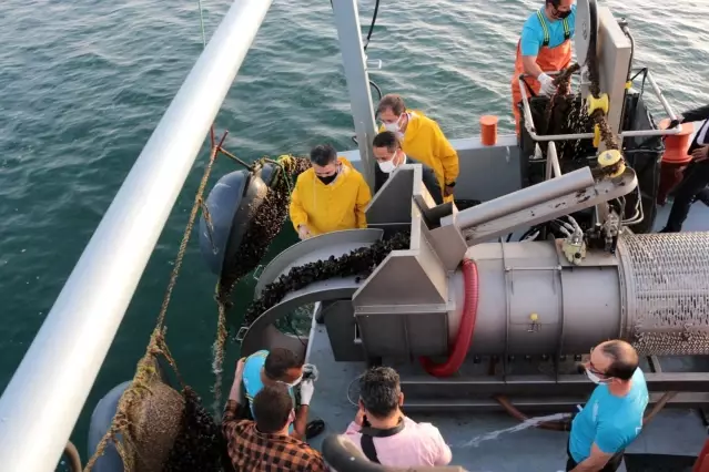 Bakan Pakdemirli Marmara Denizi'nde midye hasat etti Bakan Pakdemirli Marmara Denizi'nde midye hasat etti
