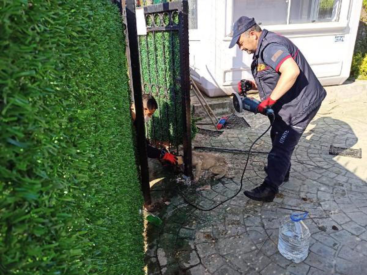 Son dakika! Başı demir kapıya sıkışan köpeği itfaiye kurtardı