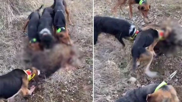 Avladığı hayvanların üstüne köpekleri saldı, dehşet verici görüntülere ceza yağdı