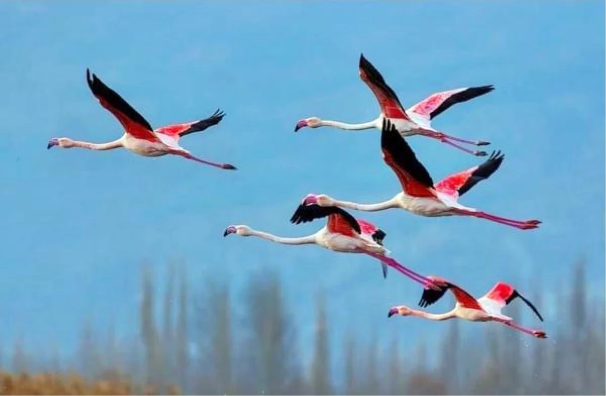 Son dakika haber: Eber Gölü\'nde flamingolar görsel oluşturdu