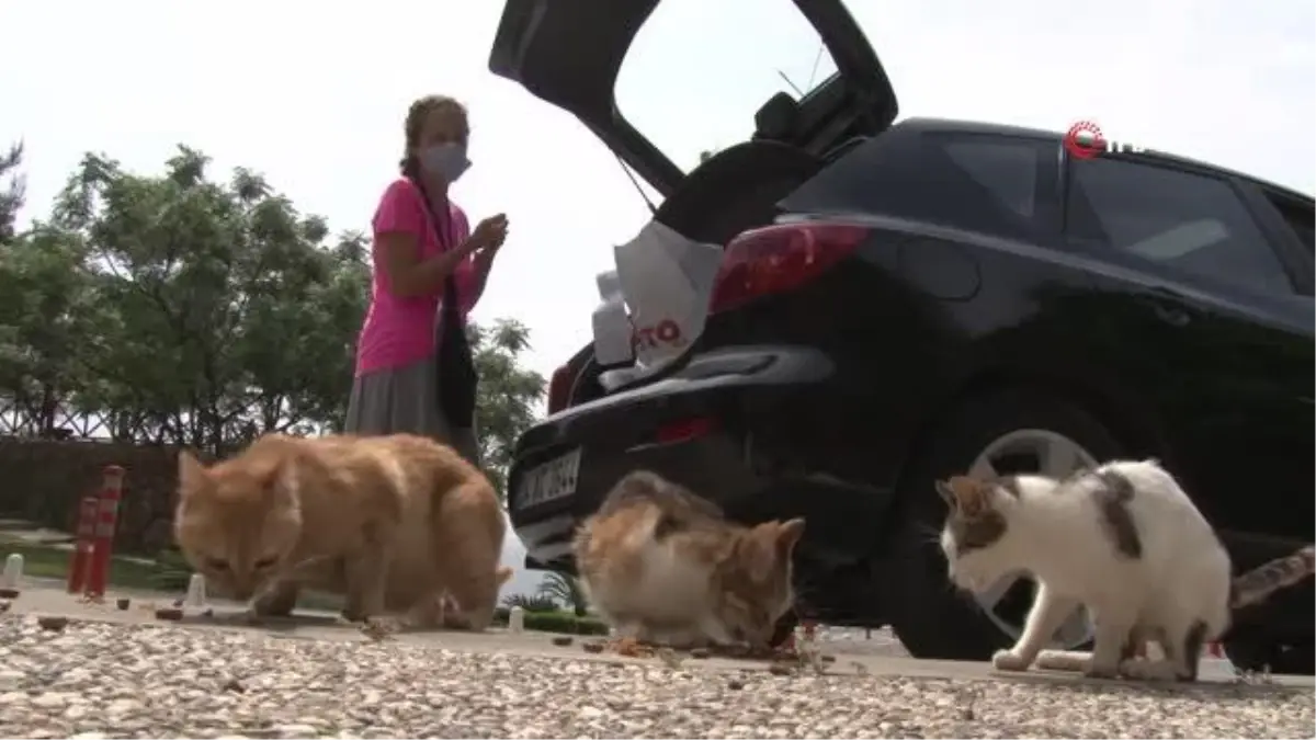 Emekli tekstil mühendisi kadın, maaşının yarısıyla 10 yıldır sokak hayvanlarını besliyor
